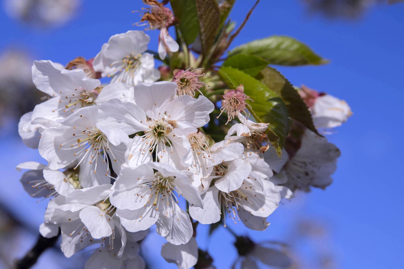 Almond blossom: by late January the Marina Alta is in full bloom